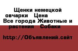 Щенки немецкой овчарки › Цена ­ 30 000 - Все города Животные и растения » Собаки   